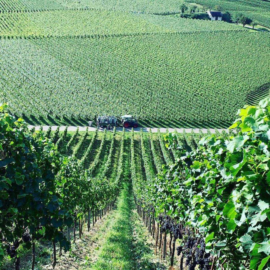 奥根Ruedlins-Winzerhof公寓 外观 照片