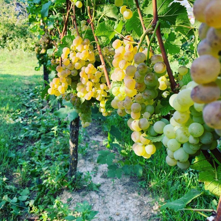 奥根Ruedlins-Winzerhof公寓 外观 照片